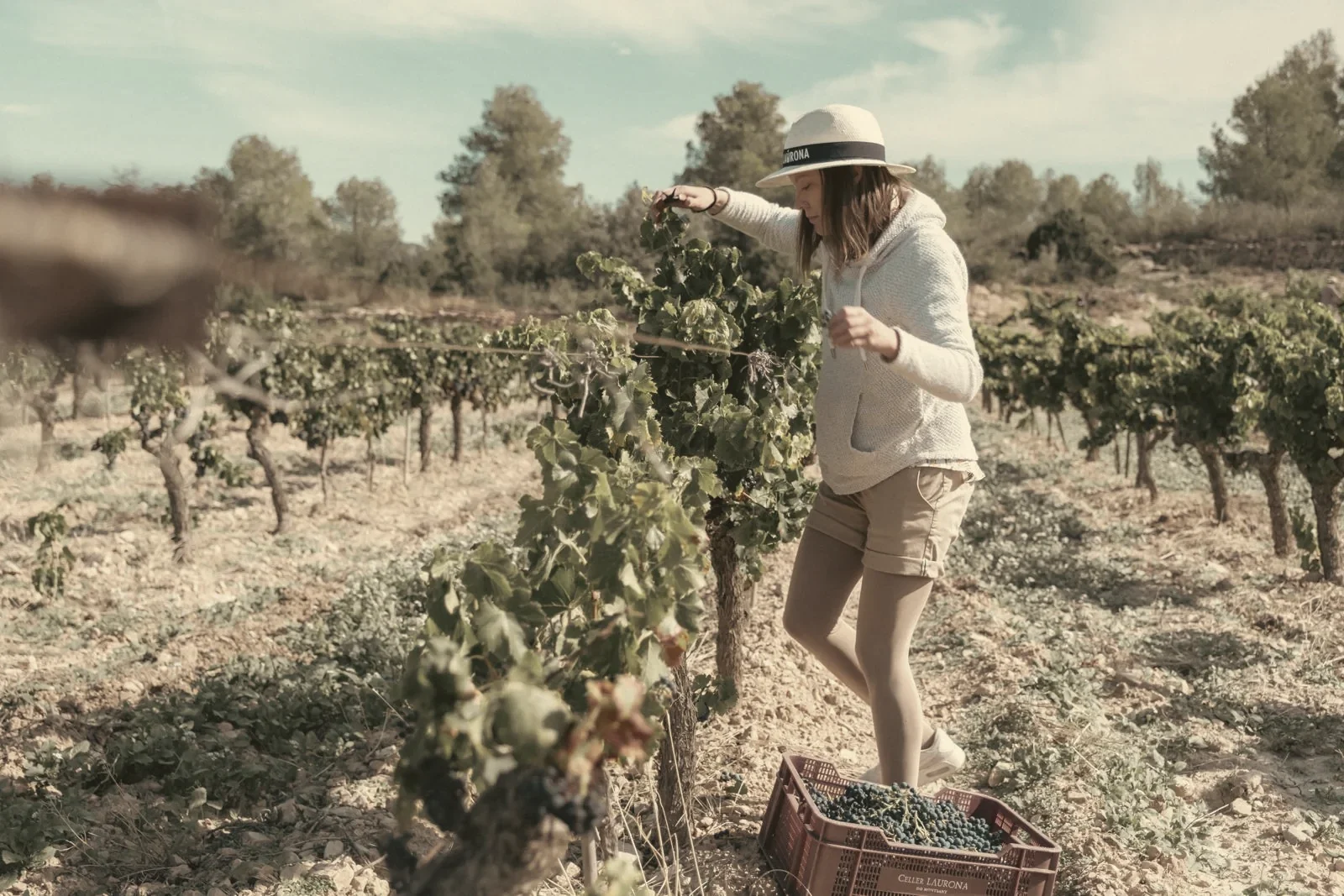 Harvest in the high vineyards