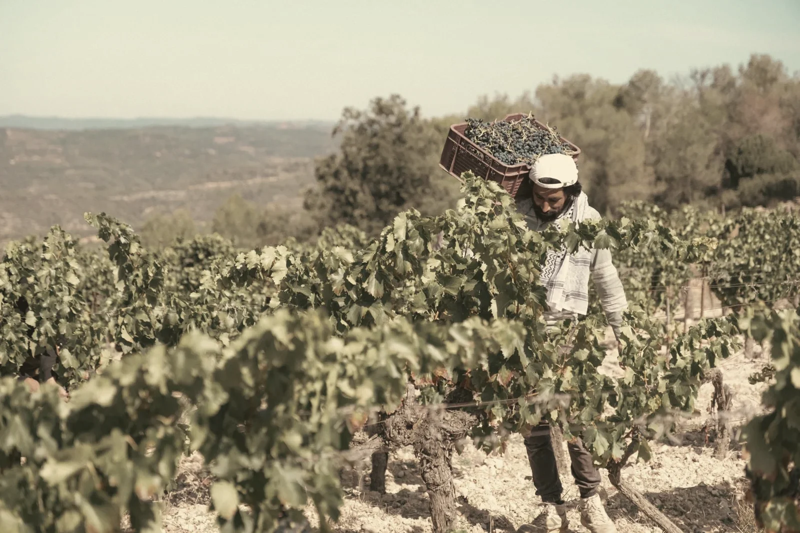 A picker at harvest