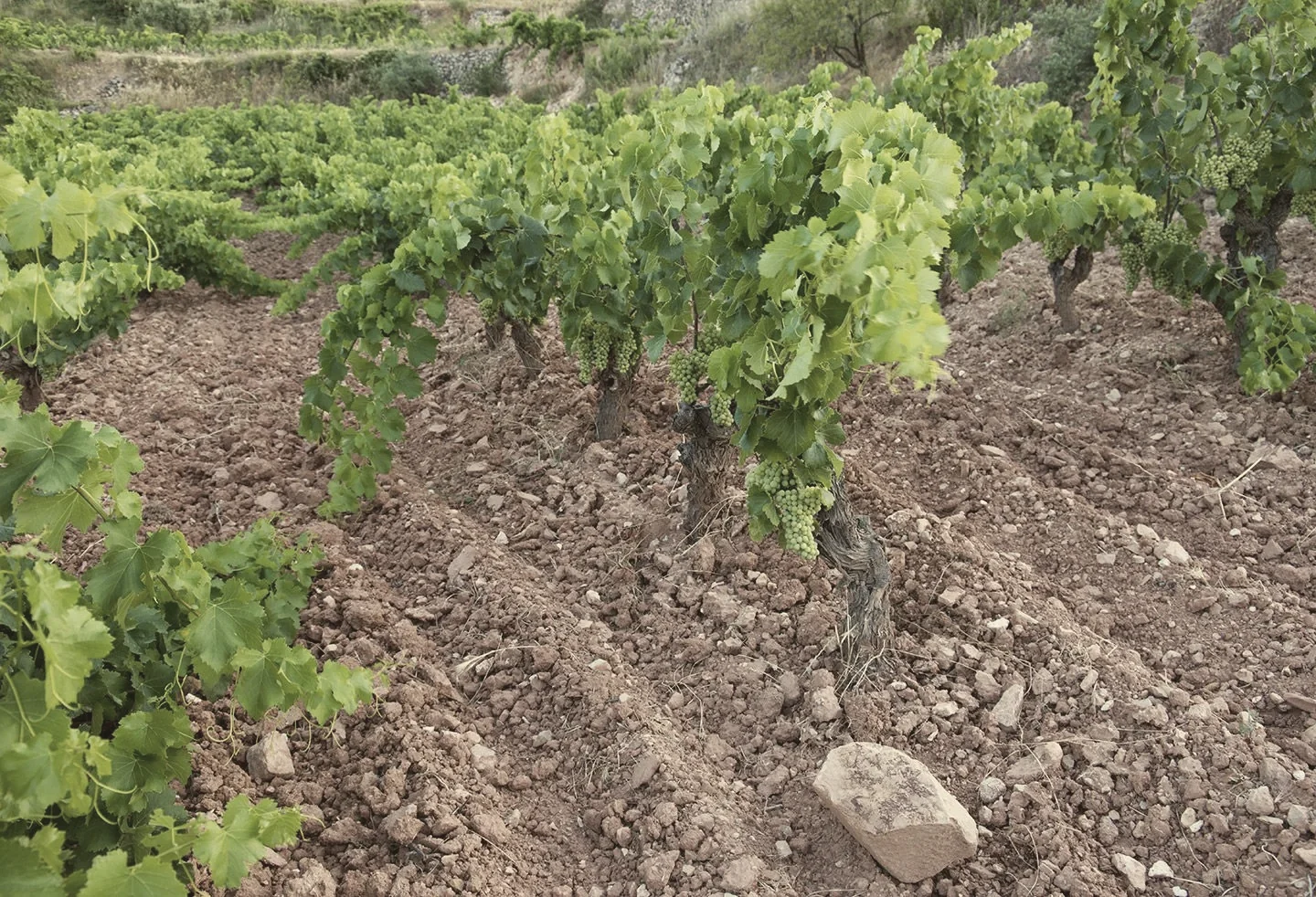The soil of Montsant