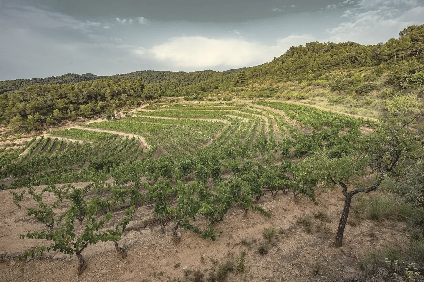 Terraces of old vines in Montsant